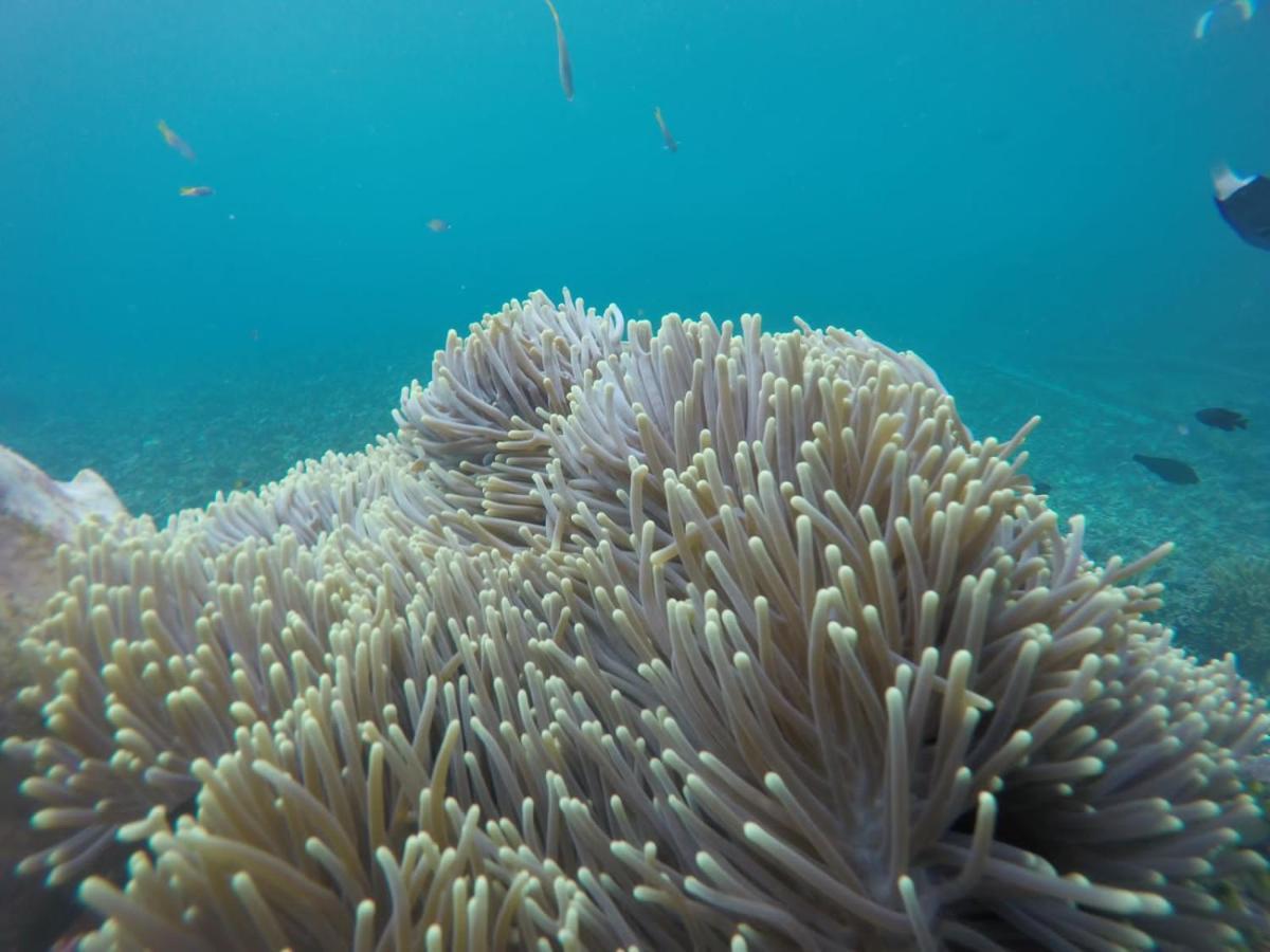 Terimakasih Homestay Pulau Mansuar エクステリア 写真